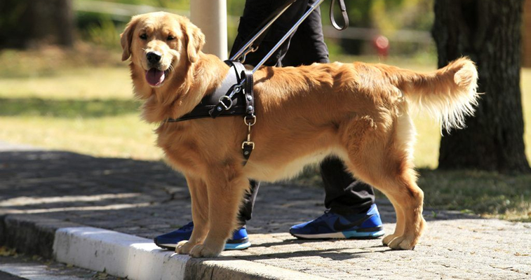 explosive detection dogs nairobi Kenya