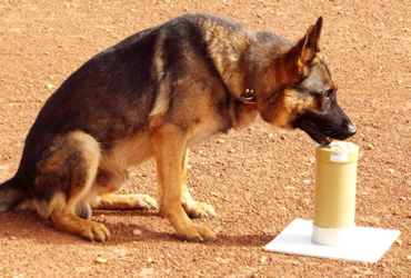  bomb and explosives detection dogs in nairobi kenya and africa