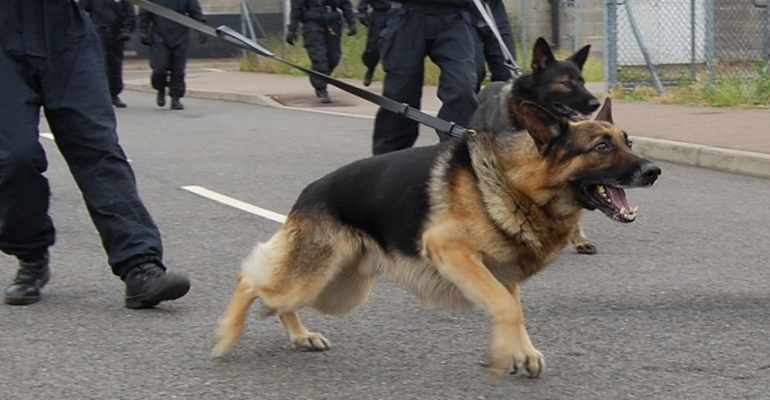  crowd control dogs in nairobi kenya