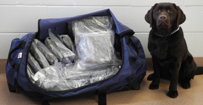  narcotic drugs detection dogs for schools and colleges in nairobi kenya
