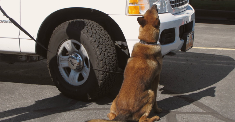  explosives detection dogs for hotels in nairobi kenya