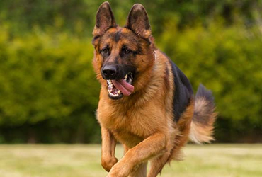  protection dogs nairobi kenya Africa