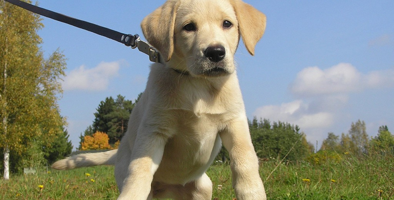  security dogs and handlers training services in nairobi kenya
