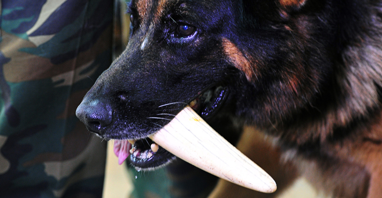 wildlife detection dogs kenya